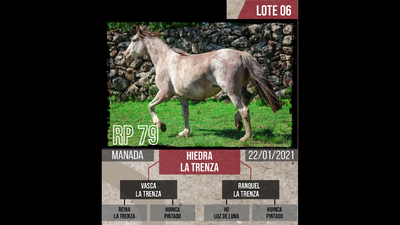 Lote HIEDRA  LA TRENZA