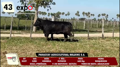 Lote LOTE 43