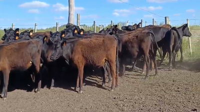 Lote TERNERAS