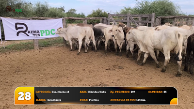 Lote Des. Macho c5