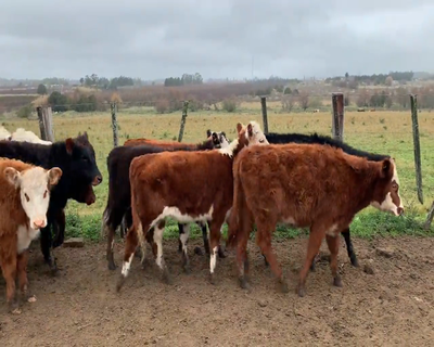 Lote (Vendido)14 Terneras 5 RA XHE,  3 HE,  2 AA,  2 RA,  1 HE X AA,  1 PARDO SUIZO 176kg - , Canelones