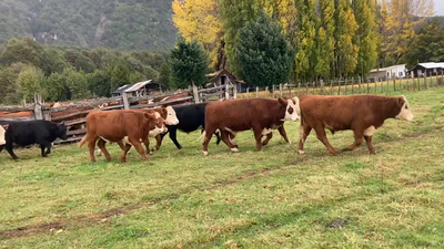 Lote 100 Novillo Engorda en Coyhaique, XI Región Aysén