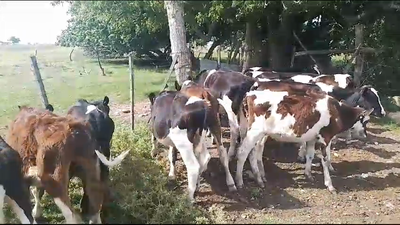 Lote 16 Terneros Holando 110kg -  en Carreta Quemada