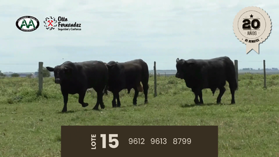 Lote Toros, Artigas