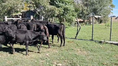 Lote TERNEROS