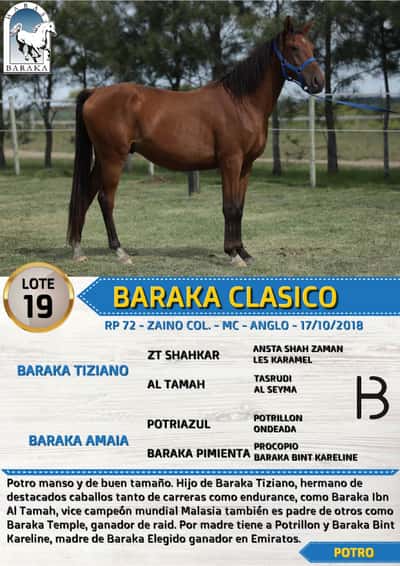 Lote BARAKA CLASICO