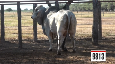 Lote Brahman
