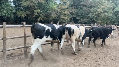 Lote 45 Vaquilla Gorda, Paine, Región Metropolitana