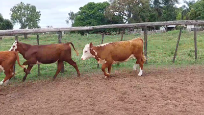 Lote 43 Terneros/as