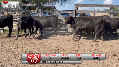 Lote LOTE 21