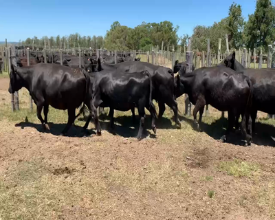 Lote 11 Vacas de Invernada en Tupambaé, Cerro Largo