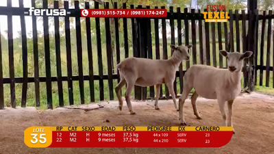 Lote Lote 35