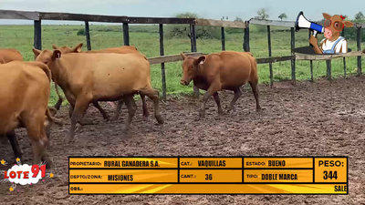 Lote LOTE 91