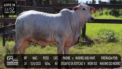 Lote LOTE 18