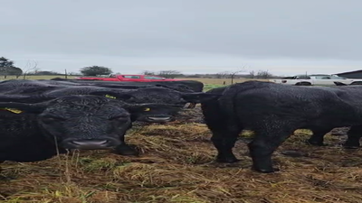 Lote 20 Vaquilla Engorda en San Pablo, X Región Los Lagos