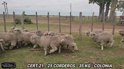 Lote 25 Corderos en Las Víboras, Colonia
