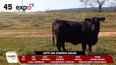 Lote LOTE 45