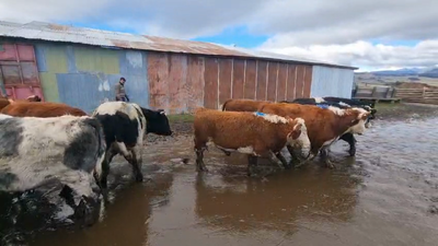 Lote 52 Novillo Engorda en Coyhaique, XI Región Aysén