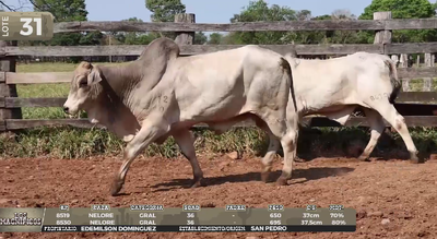 Lote LOTE 31