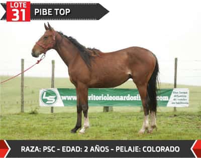 Lote PIBE TOP