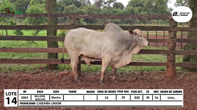 Lote Lote 14