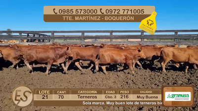 Lote Lote 21