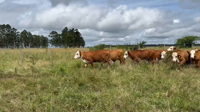Lote 100 Novillitos