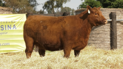 Lote VAQUILLONAS ANGUS PURO PEDRIGREE "LILY" y "Palerna"