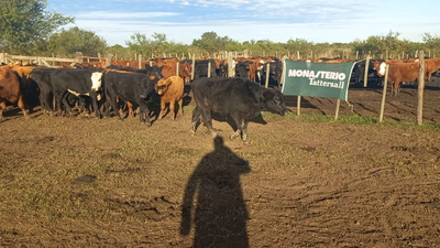 Lote 60 Terneros EN IBICUY ENTRE RIOS