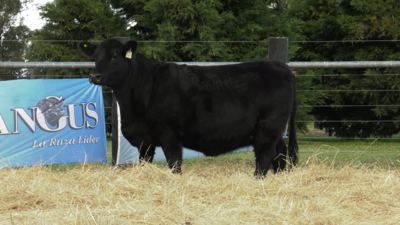 Lote VAQUILLONA A. ANGUS PURO PEDIGREE