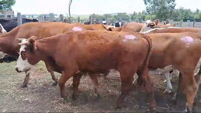 Lote 23(15 vaquillonas - 8 vacas) preñadas