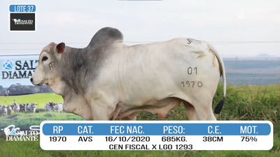 Lote LOTE 37