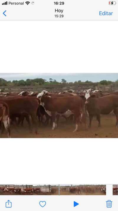 Lote 110 Terneras en Las Lomitas, Formosa