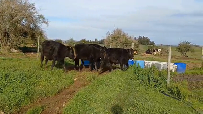 Lote (Vendido)4 Terneros ANGUS/ HOLANDO 185kg -  en CUFRE