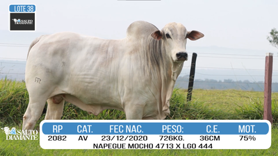 Lote LOTE 38