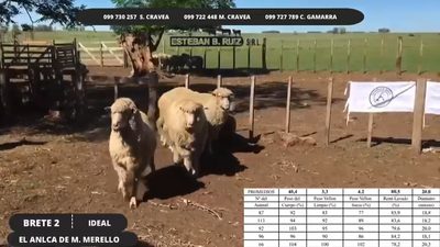 Lote Brete 2