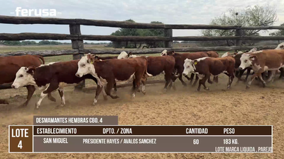 Lote LOTE 4