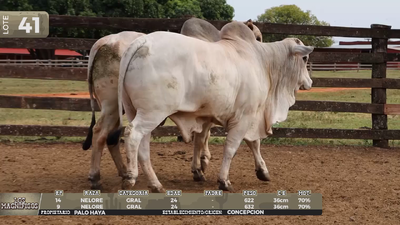 Lote LOTE 41