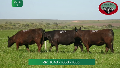 Lote HEMBRAS ANGUS