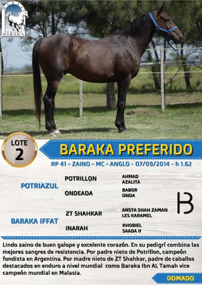 Lote BARAKA PREFERIDO
