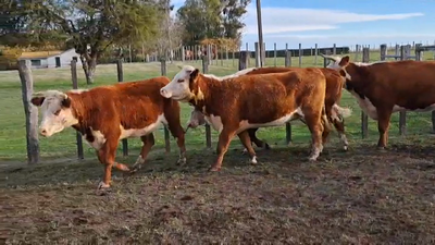 Lote VACAS PREÑADAS