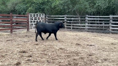 Lote TORO - BRANGUS NEGRO