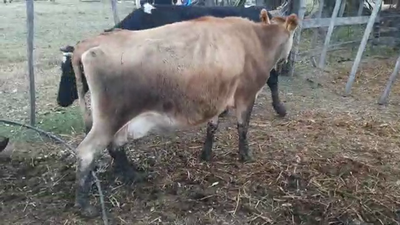 Lote 2 Vacas de Invernada 450kg - , San José