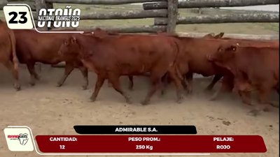 Lote LOTE 23