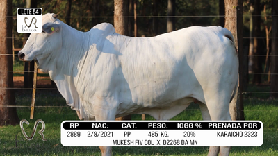 Lote LOTE 54