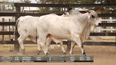Lote LOTE 54