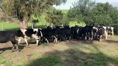 Lote 27 Novillos Holando y cruza en Ruta 1 km 90