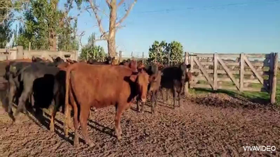 Lote 39 Vaquillonas preñadas