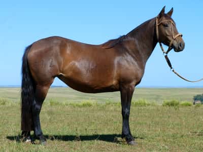 Lote Ganadora