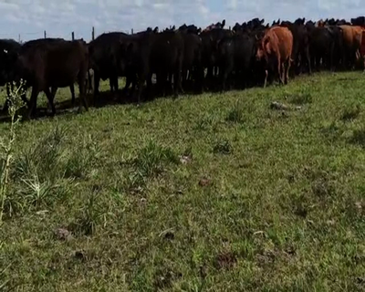 Lote 70 Vacas preñadas en Laureles, Salto